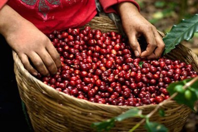 Giá cà phê hôm nay 19/2: Arabica bật tăng mạnh, trong nước cán mốc 32 triệu đồng/tấn