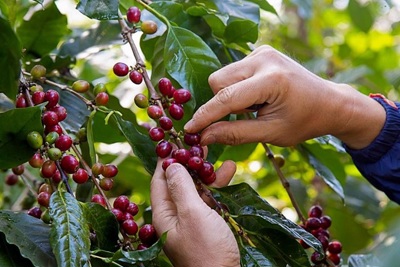 Giá cà phê hôm nay 15/2: Cao nhất tại Đắk Lắk 31.900 đồng/kg, cà phê tồn trong dân ở mức cao