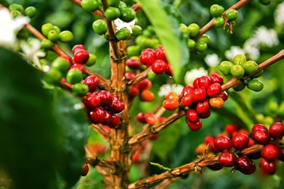 Giá cà phê hôm nay 19/3: Đồng loạt giảm mạnh, nông dân bán cà phê để trữ tiêu