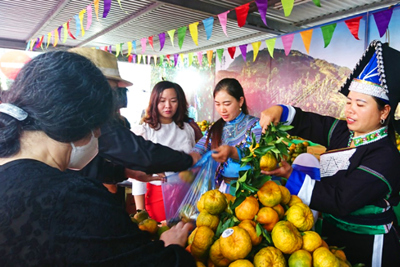 Tuần lễ quýt Mường Khương lần đầu tiên tổ chức tại Hà Nội