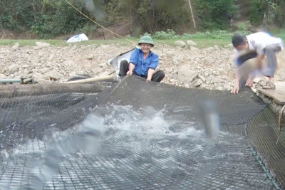 Nuôi cá lồng trên sông Đà: Hướng đi mới ở Minh Quang