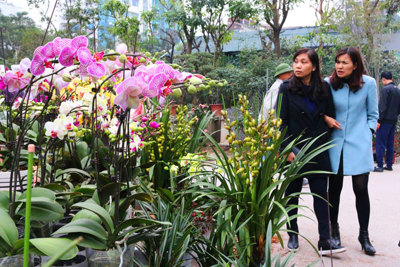 Hà Nội, thị trường hoa lan bắt đầu sôi động