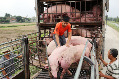 Giá lợn hơi hôm nay 23/3/2021: Tiếp tục giảm, thấp nhất 70.000 đồng/kg