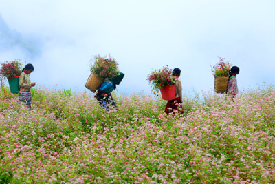 Hà Giang đẹp ngỡ ngàng những ngày chớm Đông