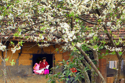Hoa mận, hoa đào rực rỡ đầu Xuân trên cao nguyên Mộc Châu