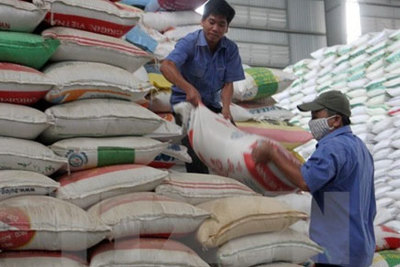 12 tỉnh xin hỗ trợ gạo cứu đói tết nguyên đán 2017