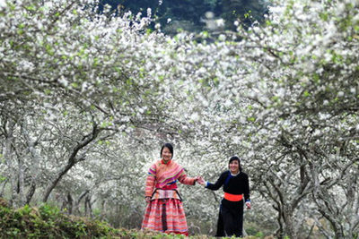 Du xuân Mộc châu – Điện biên – Lễ hội hoa ban trắng 2017 chỉ với gần 3,5 triệu đồng