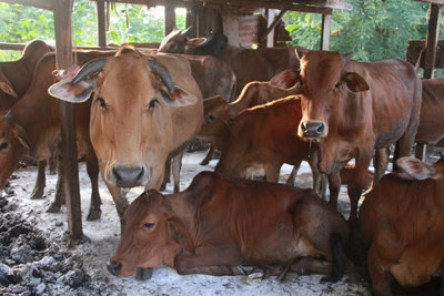 Quảng Ngãi: Khống chế kịp thời ổ dịch lở mồm, long móng ở bò