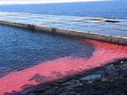 Nguyên nhân xuất hiện các vệt nước màu đỏ tại Chân Mây-Lăng Cô