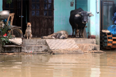 Nhiều ngôi làng ở Quảng Nam bị nước lũ cô lập