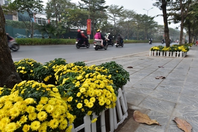 “Con đường hoa” chào mừng Đại hội Đảng của cán bộ, nhân dân phường Quan Hoa