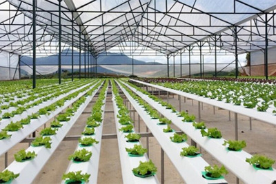 Khởi công dự án nông nghiệp công nghệ cao 3.000 tỷ đồng tại Thái Bình