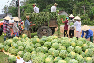 Big C chung tay bán dưa hấu giúp nông dân Quảng Ngãi