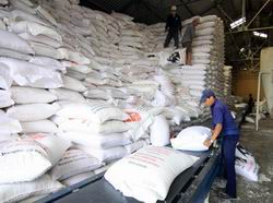 Hỗ trợ hơn 10 nghìn tấn gạo cho 12 địa phương