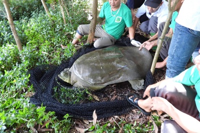 Hà Nội: Bắt được 1 cá thể rùa Hoàn Kiếm tại hồ Đồng Mô