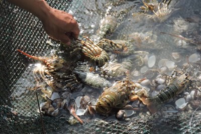 Phú Yên: Tôm hùm chết hàng loạt do lũ làm ngọt hóa