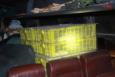 Tài xế cho 120 con hổ mang nằm chung hành khách