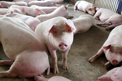 Giá lợn hơi hôm nay 27/8: Đồng loạt giảm, hiện dao động từ 78.000 - 85.000 đồng/kg