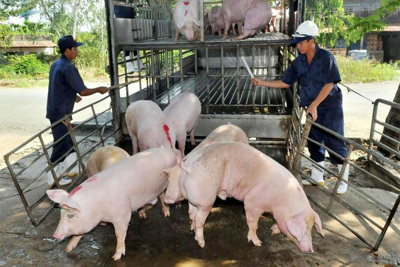 Giá lợn hơi hôm nay 16/10: Dao động trong khoảng từ 60.000 - 74.000 đồng/kg