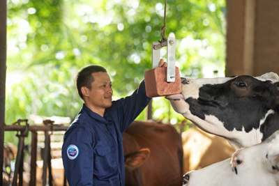 Cô Gái Hà Lan và hành trình kiến tạo giá trị cho ngành chăn nuôi bò sữa bền vững