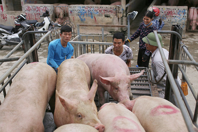 Giá lợn hơi hôm nay 17/10: Có nơi tăng 1.000 - 2.000 đồng/kg