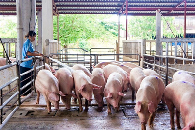 Giá lợn hơi hôm nay 2/8: Tiếp tục giữ giá, lợn sống nhập từ Thái Lan có thời điểm ế