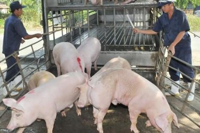 Giá lợn hơi hôm nay 7/8: Tăng nhập khẩu, giá lợn trong nước khó giảm xuống 70.000 đồng/kg?