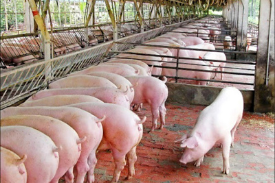 Giá lợn hơi hôm nay 11/7: Miền Trung - Nam tiếp tục tăng 1.000 - 3.000 đồng/kg