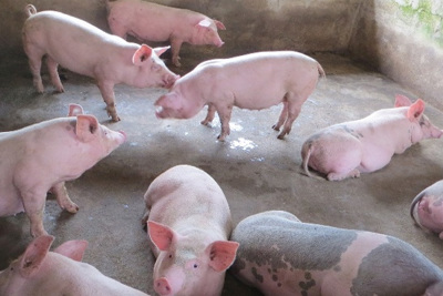 Giá lợn hơi hôm nay 9/10: Cả 3 miền giảm mạnh 1.000 - 5.000 đồng/kg