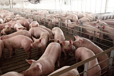 Giá lợn hơi hôm nay 31/8: Miền Bắc và miền Trung giảm từ 1.000 - 5.000 đồng/kg