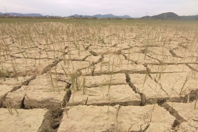 Nghệ An: Nắng nóng kéo dài, hàng nghìn ha lúa đứng trước nguy cơ bị xóa sổ