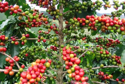 Giá cà phê hôm nay 15/8: Tiếp tục đà tăng nhẹ 100 đồng/kg trong khi thị trường thế giới đảo chiều