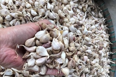 Quảng Ngãi: Lý Sơn tồn đọng 1.500 tấn tỏi khô vì dịch Covid-19