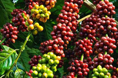 Giá cà phê tuần 3/8 - 9/8: Tăng nhẹ 100 - 200 đồng/kg, nhiều tin vui từ thị trường thế giới