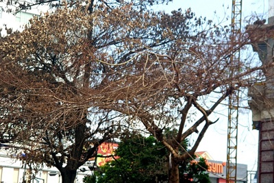 Hàng loạt cây xanh chết bất thường trên tuyến đường đẹp nhất Hải Phòng