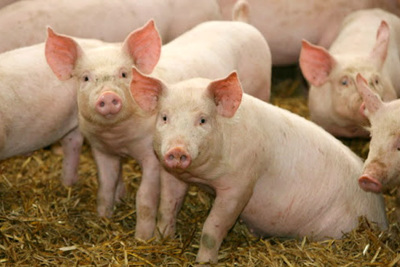 Giá lợn hơi hôm nay 24/9: Cả 3 miền tiếp tục giảm 1.000 - 4.000 đồng/kg