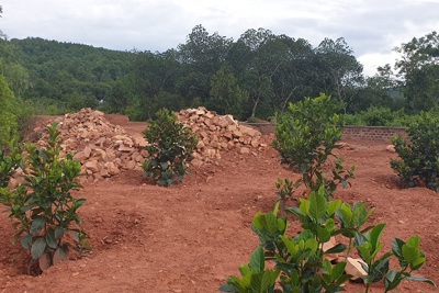 Huyện Thủy Nguyên, Hải Phòng: Người dân tự do mua bán đất rừng phòng hộ