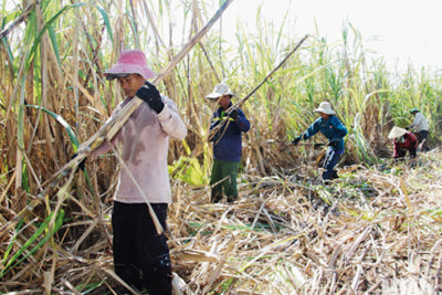 Bộ Công Thương điều tra chống bán phá giá với sản phẩm đường mía Thái Lan