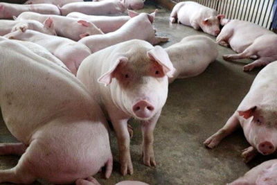 Giá lợn hơi hôm nay 20/10: Giảm nhẹ, từ 1.000 - 2.000 đồng/kg