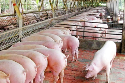 Giá lợn hơi hôm nay 29/9: Biến động từ 1.000 - 4.000 đồng/kg