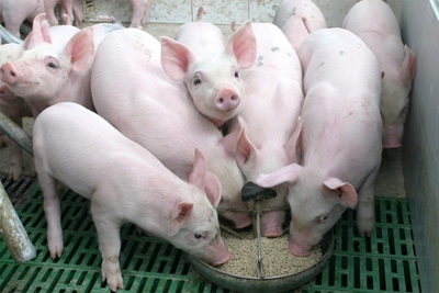 Giá lợn hơi hôm nay 27/9: Cao nhất đạt 83.000 đồng/kg