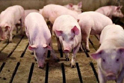 Giá lợn hơi hôm nay 22/8: 2 miền Bắc - Nam giảm nhẹ, cao nhất 87.000 đồng/kg