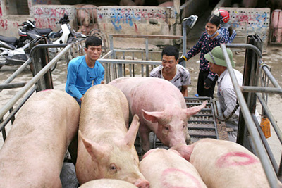Giá lợn hơi hôm nay 24/10: Tiếp tục tăng, cao nhất đạt 77.000 đồng/kg