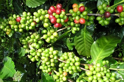 Giá cà phê hôm nay 21/10: Quay đầu giảm 200 - 300 đồng/kg, cà phê Robusta dứt chuỗi đà tăng ấn tượng