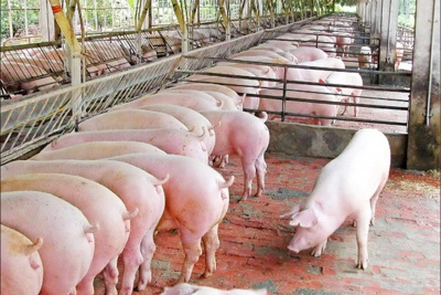 Giá lợn hơi hôm nay 18/10: Dao động từ 60.000 - 76.000 đồng/kg