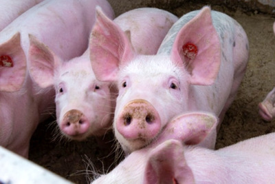Giá lợn hơi hôm nay 21/8: Giảm nhẹ, cao nhất vẫn ở mức 87.000 đồng/kg
