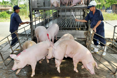 Giá lợn hơi hôm nay 30/10: Tiếp tục tăng từ 1.000 - 2.000 đồng/kg, Việt Nam nhập thêm thịt lợn từ Mỹ?