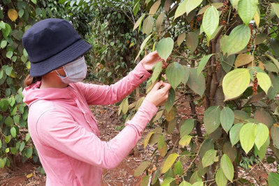 Giá tiêu hôm nay 25/6: Hỗ trợ 28 tỷ đồng cho người trồng tiêu