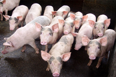 Giá lợn hơi hôm nay 25/8: Đồng loạt giảm từ 1.000 - 3.000 đồng/kg