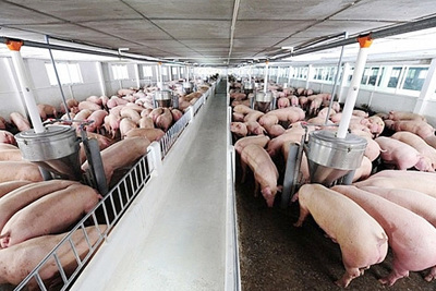 Giá lợn hơi hôm nay 12/10: Cả 3 miền tiếp tục giảm từ 1.000 - 3.000 đồng/kg